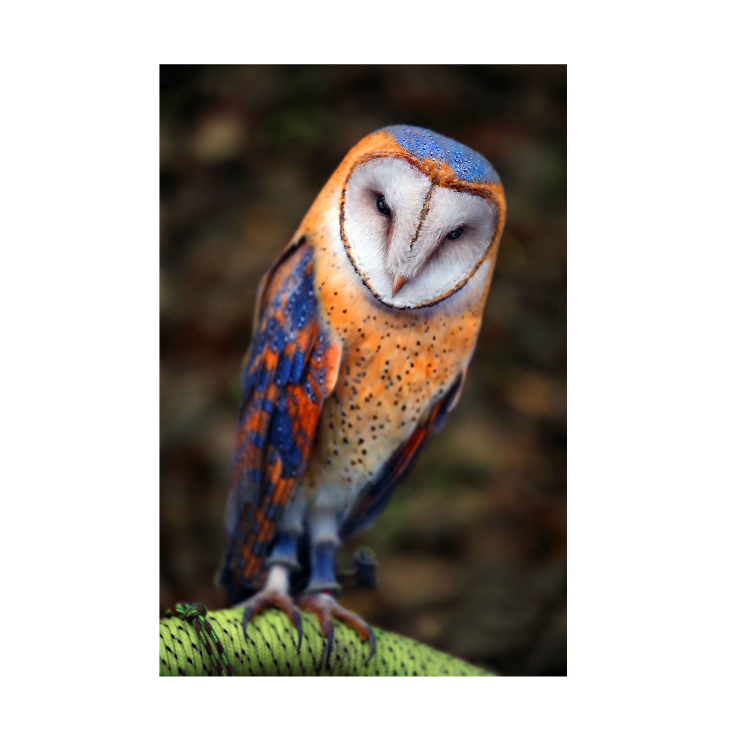 Ben Heine 'Cute Owl' Canvas Art