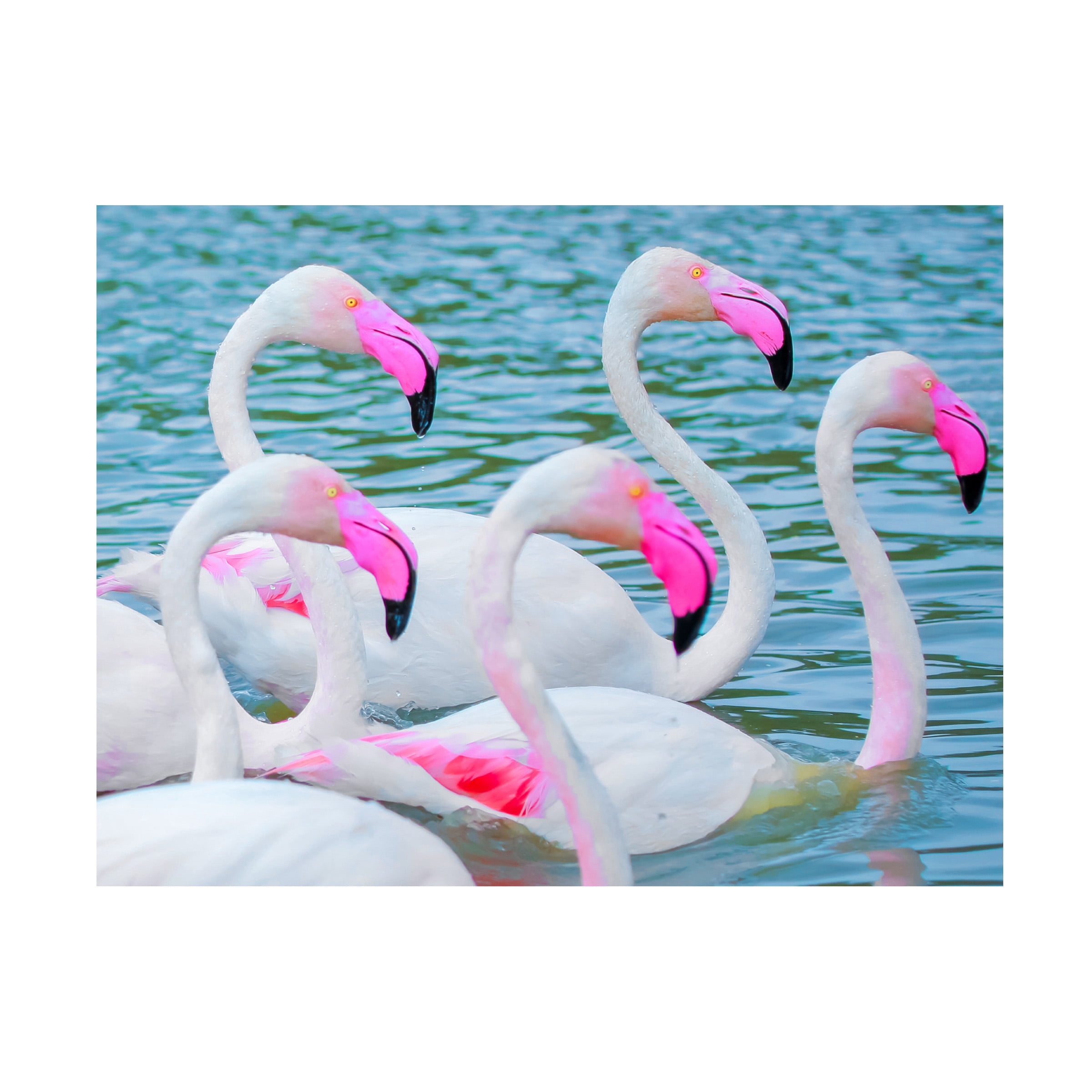 Ben Heine 'Flamboyant Of Flamingos 3' Canvas Art