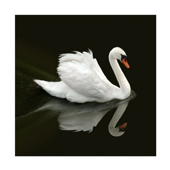 Ben Heine 'Swan 1' Canvas Art