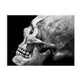 thumbnail image 1 of Ben Heine 'The Beauty Of Bones 2' Canvas Art, 1 of 3