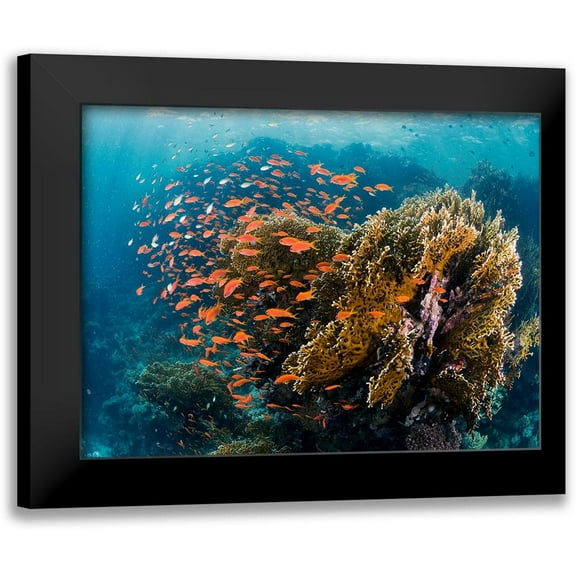 Ben Tov, Ilan 14x12 Black Modern Framed Museum Art Print Titled - Reefscape