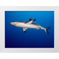 thumbnail image 1 of Ben Tov, Ilan 14x12 White Modern Wood Framed Museum Art Print Titled - Grey Reef Shark (Carcharhinus Amblyrhynchos), 1 of 4