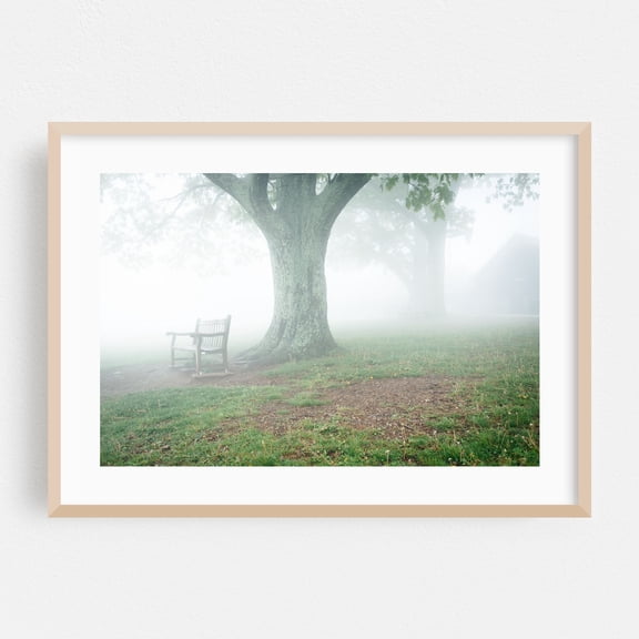Bench and Tree in Fog - Virginia Photography Nature Scenic Pastoral Oak Framed Wall Art Print 5 x 7 inches