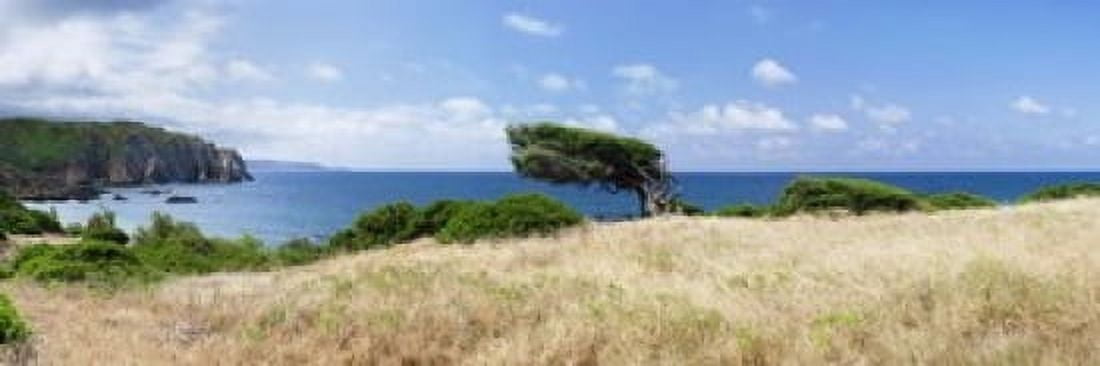 Bended trees on the bay Bay Of Buggerru Iglesiente Sardinia Italy Canvas Art - Panoramic Images (18 x 6)