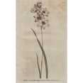 thumbnail image 1 of Bending-Stalked Ixia With Pale Purple Tingeda Poster Print By ® Florilegius Mary Evans (24 X 36), 1 of 3