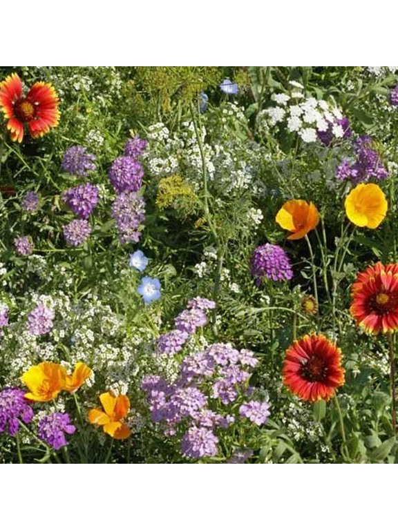 Beneficial Bugs Flower & Herb Seed Mix - 1 OZ - Attract Beneficial Insects: Lacewings, Lady Beetles, Hover Flies & More