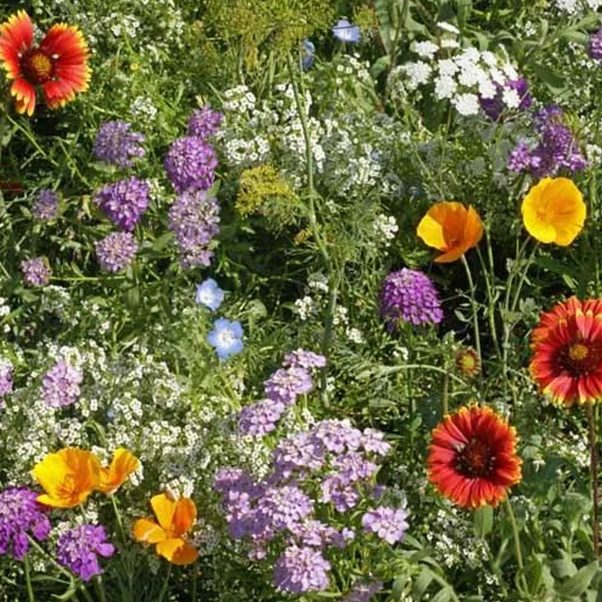 Beneficial Bugs Flower & Herb Seed Mix - 4 OZ - Attract Beneficial Insects: Lacewings, Lady Beetles, Hover Flies & More