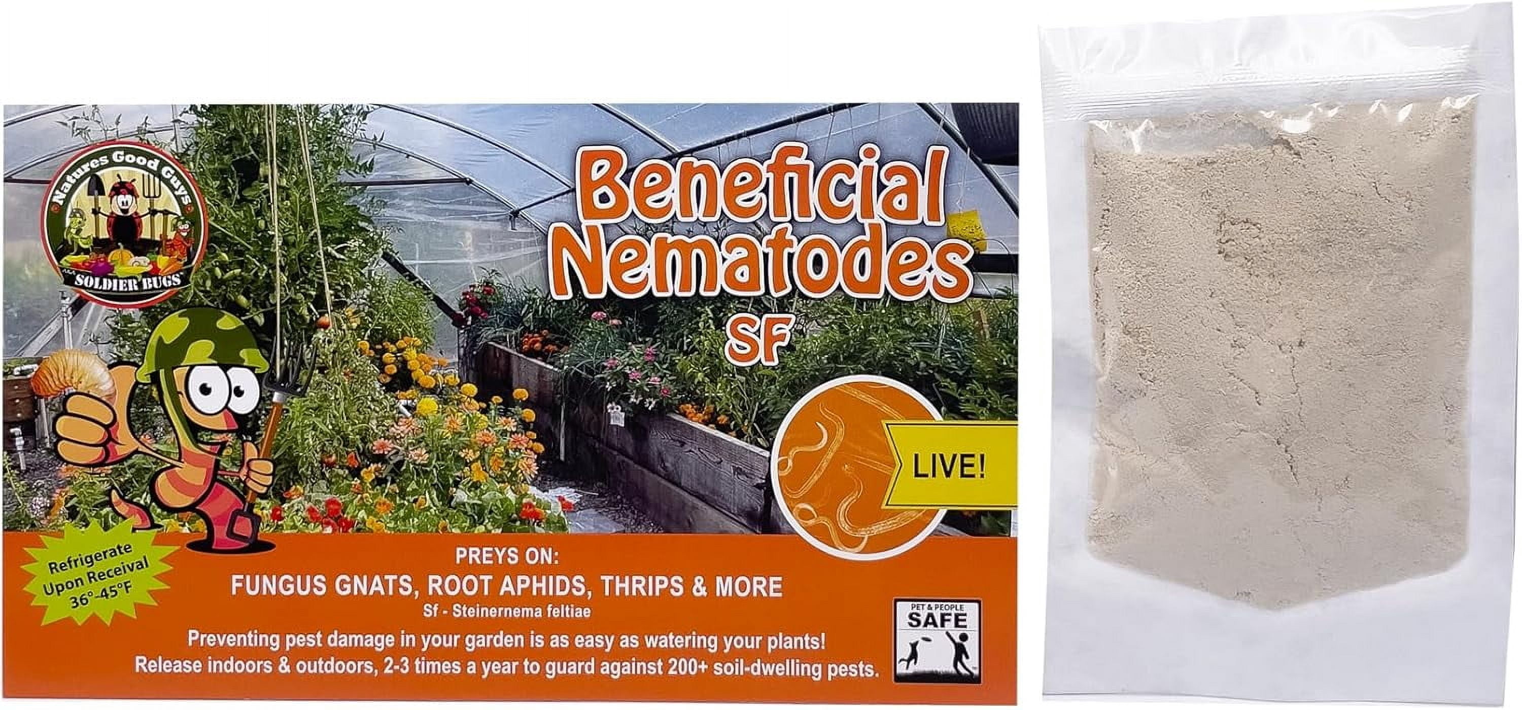 Beneficial Nematodes Steinernema Feltiae SF (25 Million) Fungus gnat