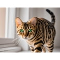 thumbnail image 1 of Bengal Cat Kitten Diamond Dots Painting DIY Kits 5D Diamond Art Full Round Drill Rhinestones by Number Embroidery Arts and Crafts for Living Room Home Wall Decor 12x16 inch / 30x40cm, 1 of 4