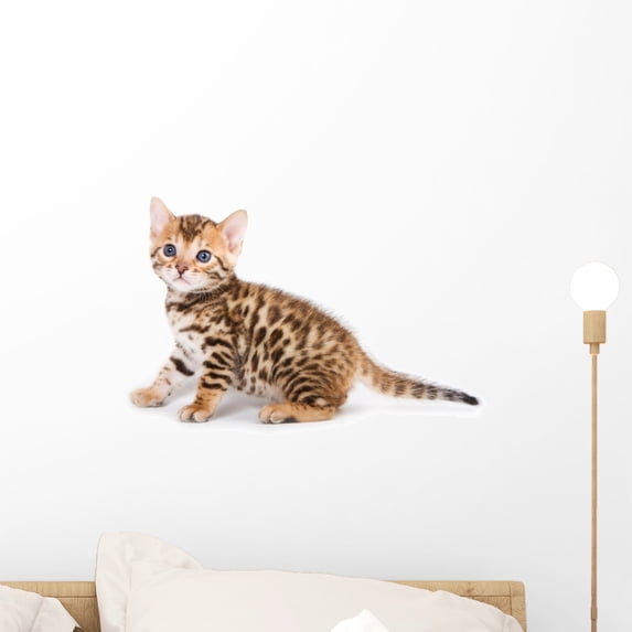 Bengal Kitten Wall Decal Sticker, Wallmonkeys Peel and Stick Vinyl Mural Pet Graphic (18 in W x 12 in H)