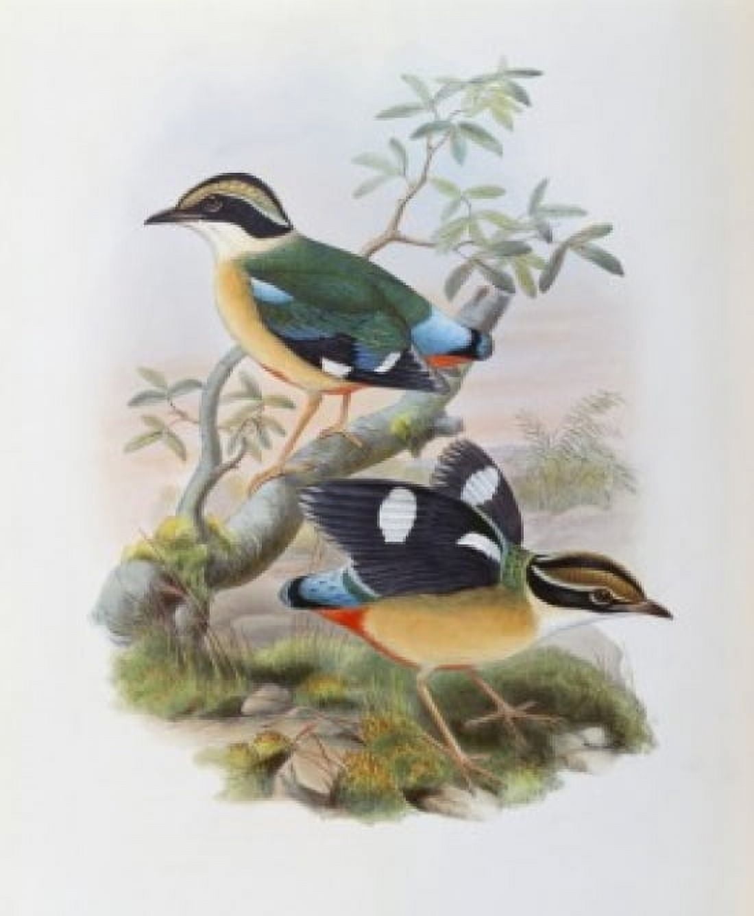 Bengal Pitta John Gould (1804-1881 British) Canvas Art - John Gould (24 x 36)