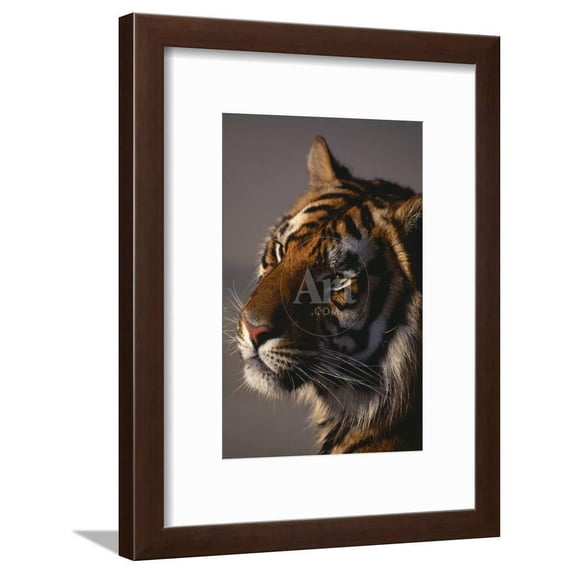 Bengal Tiger, Animals Framed Art Print Wall Art by DLILLC Sold by Art.Com