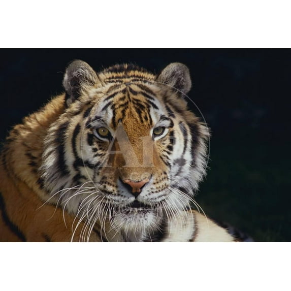 Bengal Tiger, Animals Unframed Photographic Print Wall Art by DLILLC Sold by ArtCom