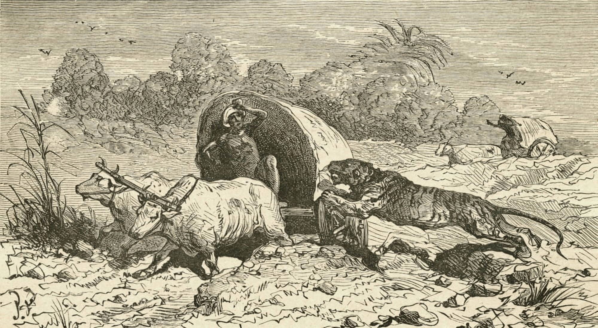 A Bengal Tiger Attacking A Covered Wagon In India In The 19Th Century From El Museo Popular Published Madrid 1889 Canvas Art - Ken Welsh Design Pics (19 x 10)
