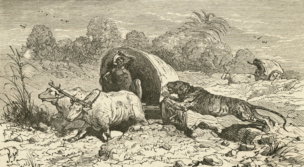 A Bengal Tiger Attacking A Covered Wagon In India In The 19Th Century From El Museo Popular Published Madrid 1889 Canvas Art - Ken Welsh Design Pics (38 x 20)