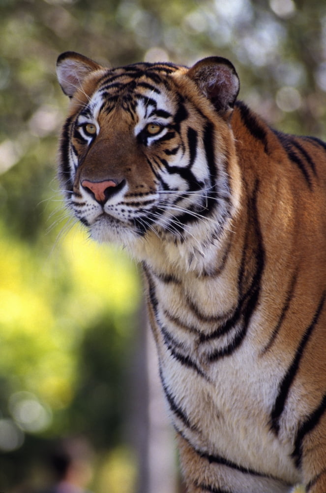 Bengal Tiger Canvas Art - Natural Selection Ralph Curtin Design Pics (12 x 18)