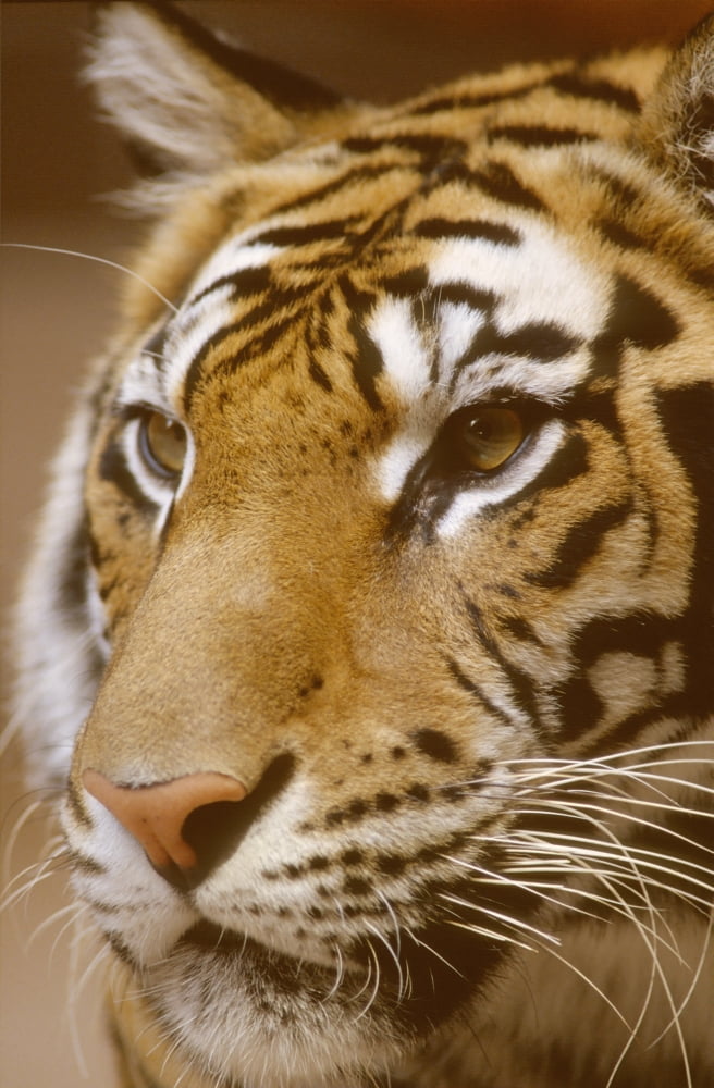 Bengal Tiger Captive Canvas Art - First Light Design Pics (11 x 18)