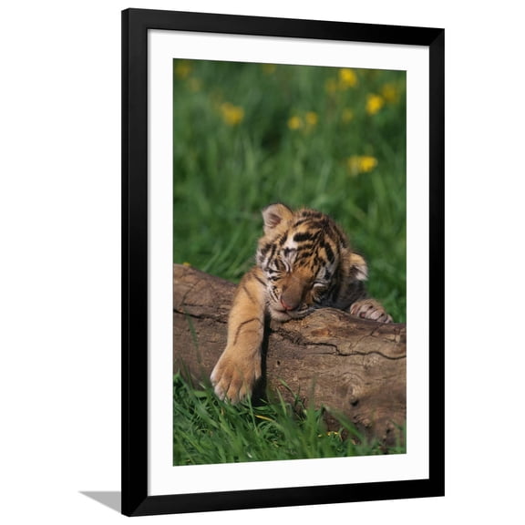 Art.com Bengal Tiger Cub Sleeping on Fallen Tree Photographic Print by DLILLC, Black Frame Wall Art, 32" x 44"