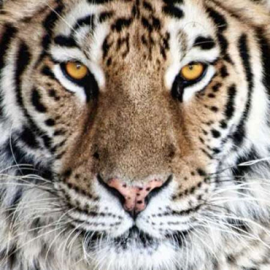 Bengal Tiger Eyes Canvas Art - C Thomas McNemar (24 x 24)