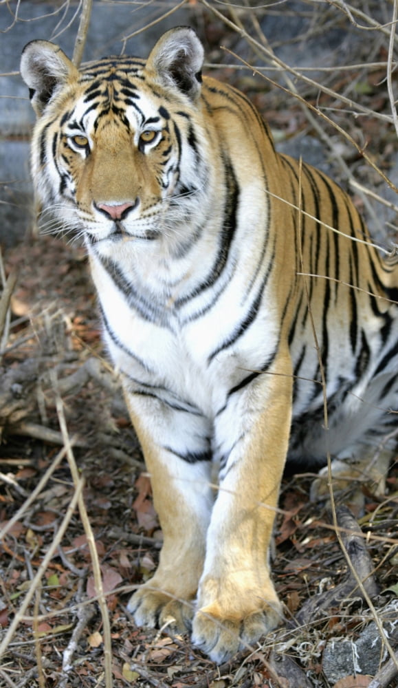 Bengal Tiger In Pench National Park Canvas Art - Chris Caldicott Design Pics (11 x 20)