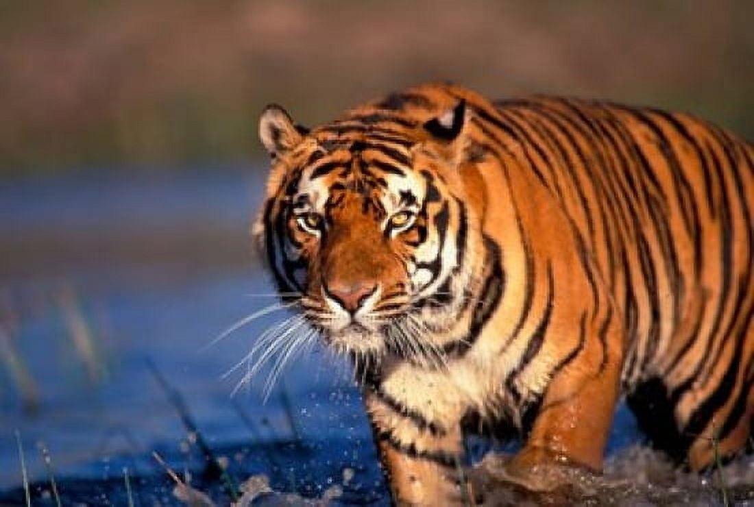 Bengal Tiger India Canvas Art - Stuart Westmorland DanitaDelimont (26 x 18)