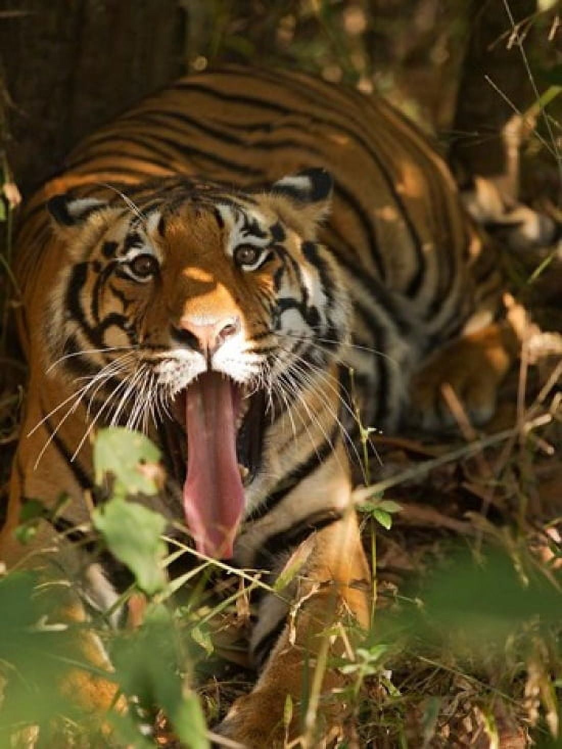 Bengal Tiger Madhya Pradesh Bandhavgarh India Canvas Art - Joe & Mary Ann McDonald DanitaDelimont (19 x 25)