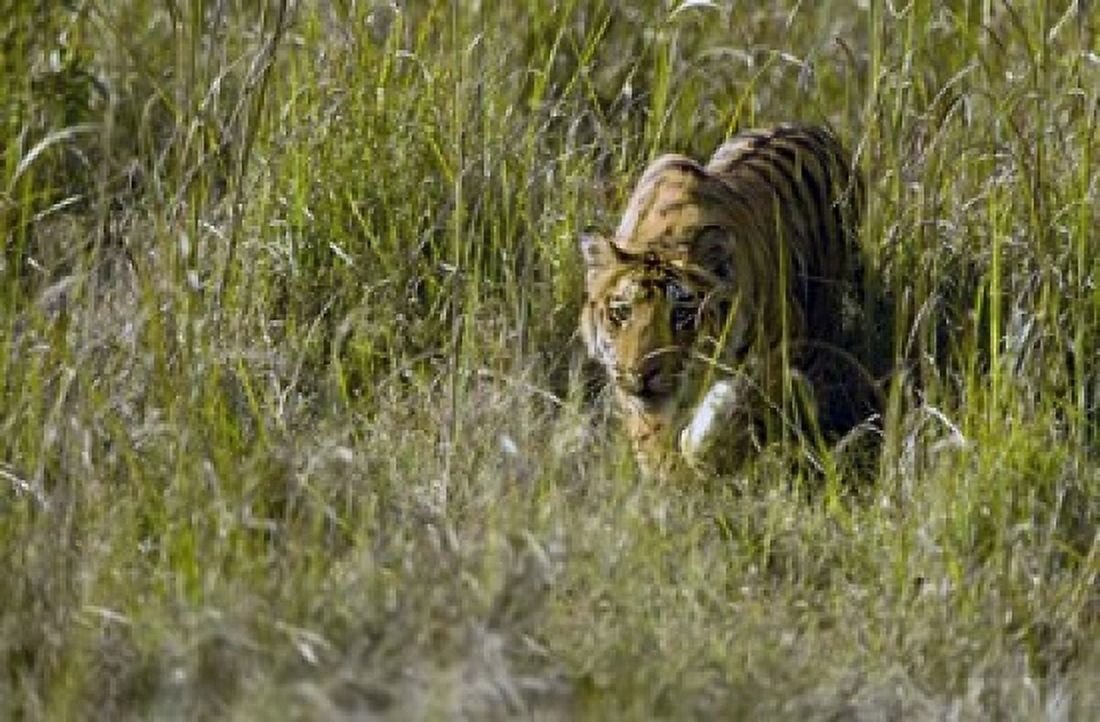 Bengal Tiger (Panthera tigris tigris) cub walking in a forest Bandhavgarh National Park Umaria District Madhya Pradesh India Canvas Art - Panoramic Images (16 x 11)