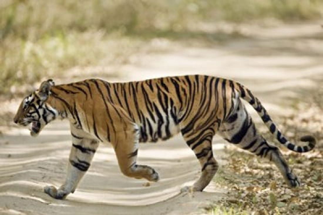 Bengal Tiger (Panthera tigris tigris) walking in a forest Bandhavgarh National Park Umaria District Madhya Pradesh India Canvas Art - Panoramic Images (16 x 11)
