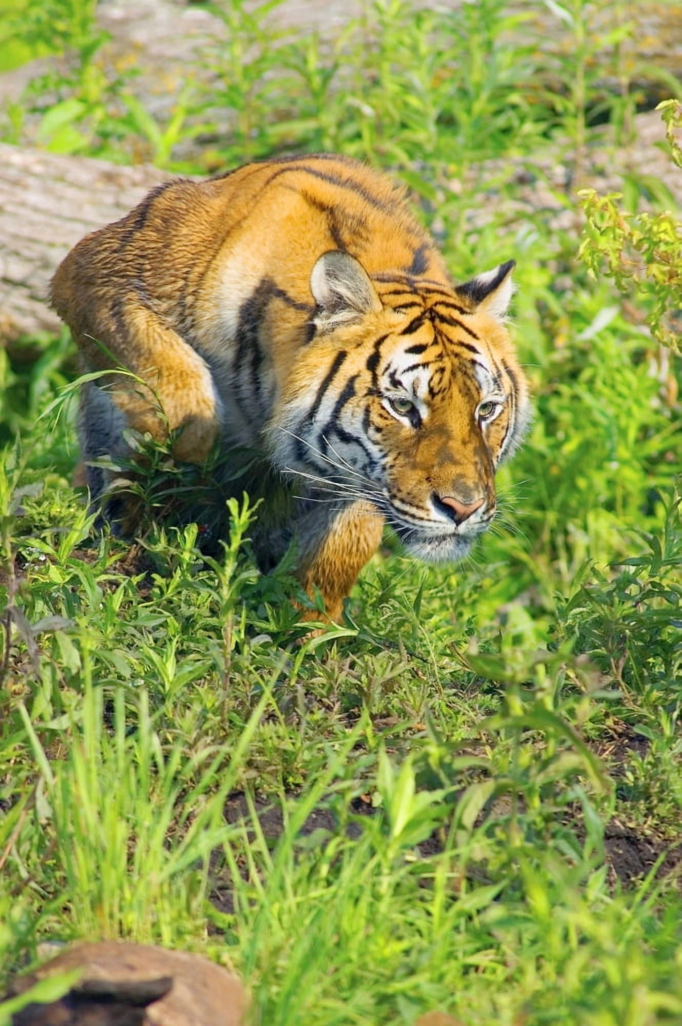 Bengal Tigress On The Prowl Canvas Art - John Pitcher Design Pics (11 x 17)