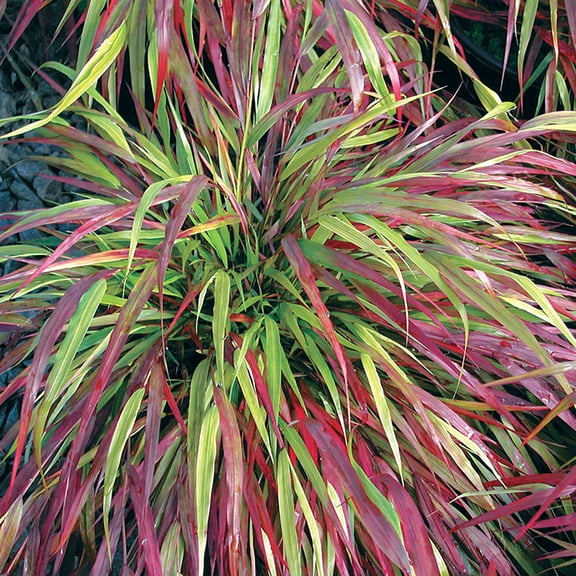 Beni-kaze Japanese Forest Grass - Hakonechloa - Shade Lover - 4" Pot