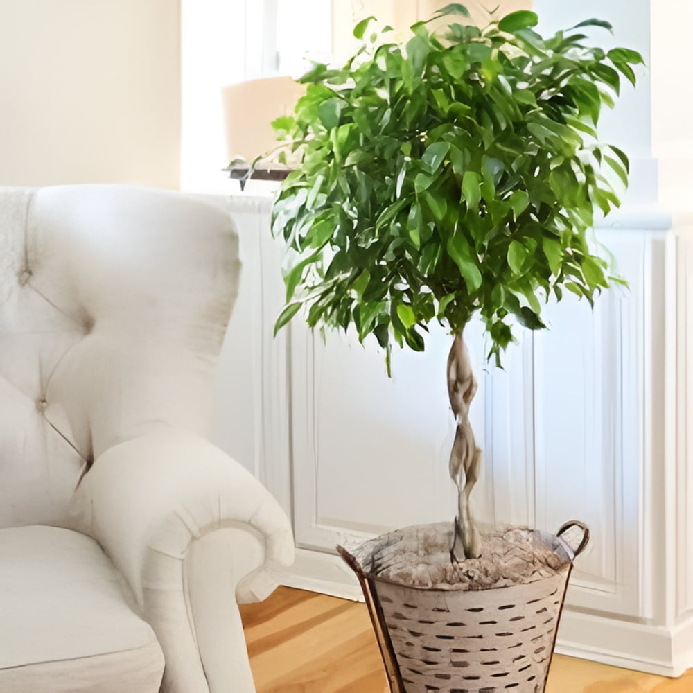 Benjamina Ficus Tree with Braided Trunk in Green Plastic Pot