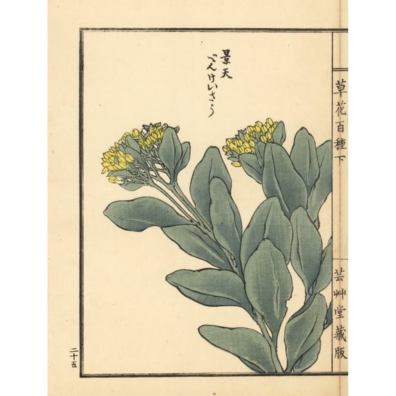 Benkeisou Or Garden Stonecrop Hylotelephium Erythrostictum Poster Print By ?? Florilegius Mary Evans