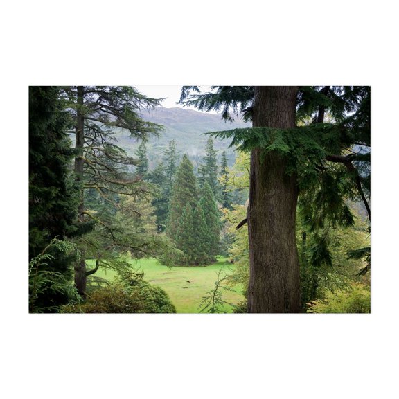 Benmore Botanic Garden. Scotland - Scotland United Kingdom Photography Unframed Wall Art Print 5 x 7 inches