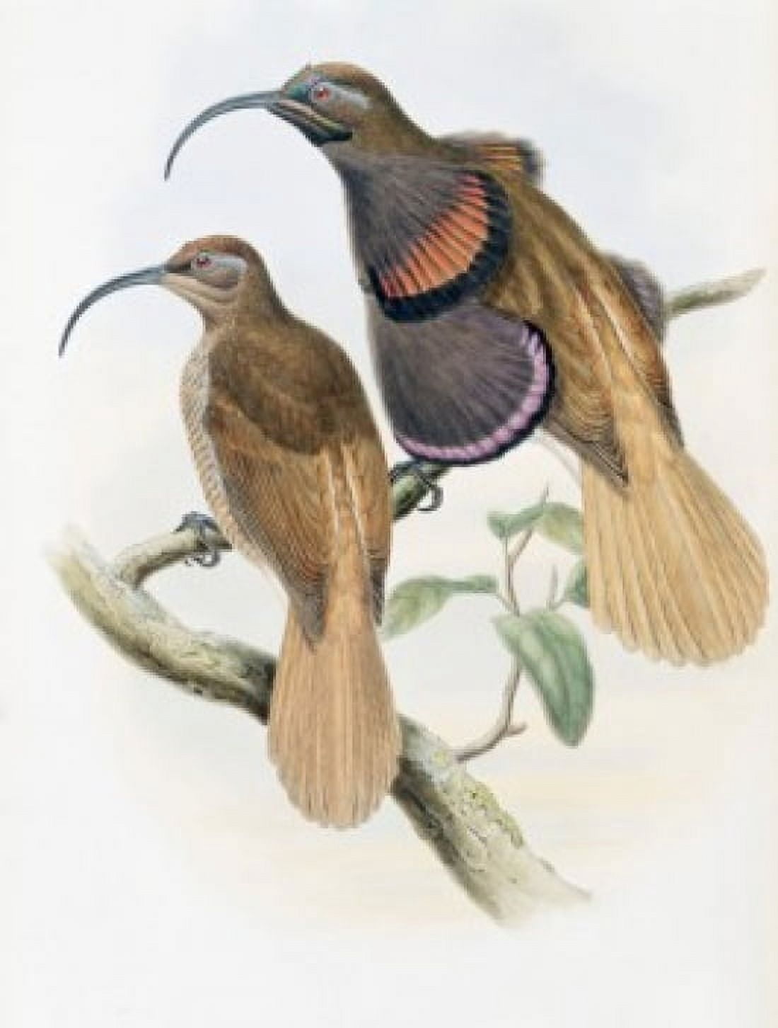 Bennetts Bird Of Paradise John Gould (1804-1881 British) Canvas Art - John Gould (18 x 24)