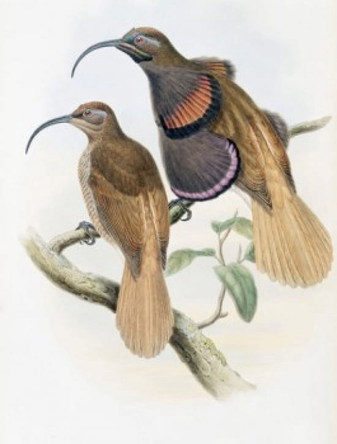 Bennetts Bird Of Paradise John Gould (1804-1881 British) Canvas Art - John Gould (24 x 36)