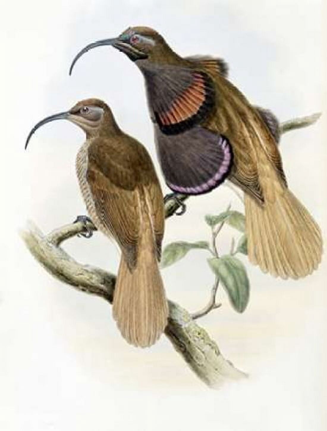 Bennetts Bird of Paradise Canvas Art - John Glover (18 x 24)