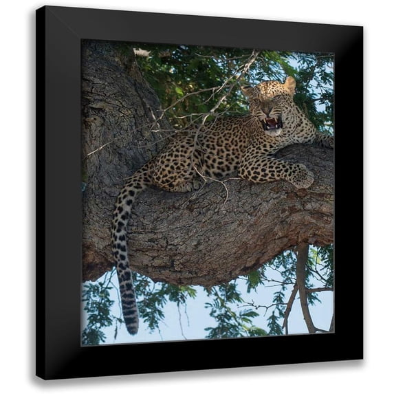 Bennion, Scott 12x14 Black Modern Framed Museum Art Print Titled - Leopard Territory