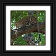 thumbnail image 1 of Bennion, Scott 15x15 Black Ornate Wood Framed with Double Matting Museum Art Print Titled - Leopard in a Tree, 1 of 4