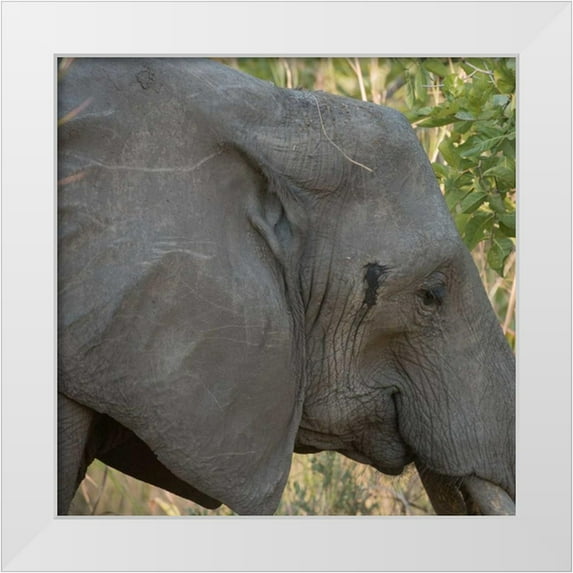 Bennion, Scott 15x15 White Modern Wood Framed Museum Art Print Titled - female elephant - Zabia