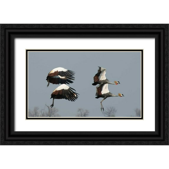 Bennion, Scott 18x12 Black Ornate Wood Framed with Double Matting Museum Art Print Titled - Crested Cranes