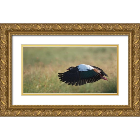 Bennion, Scott 32x18 Gold Ornate Wood Framed with Double Matting Museum Art Print Titled - Egypian Goose