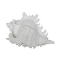 thumbnail image 1 of Benzara Polyresin Conch Shell Table Decor with Irregular Edges - White, 1 of 2
