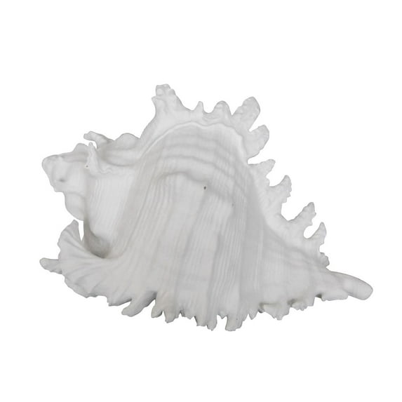 Benzara Polyresin Conch Shell Table Decor with Irregular Edges - White