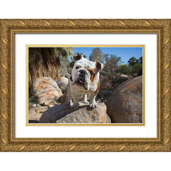 Beraldo, Zandina Muench 14x11 Gold Ornate Wood Framed with Double Matting Museum Art Print Titled - Bulldog in a desert garden