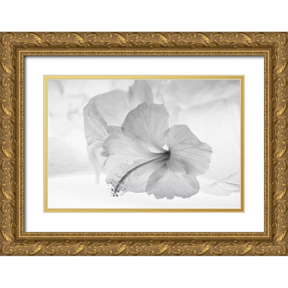 Beraldo, Zandina Muench 14x11 Gold Ornate Wood Framed with Double Matting Museum Art Print Titled - Hibiscus Flower and Tissue Paper with Light