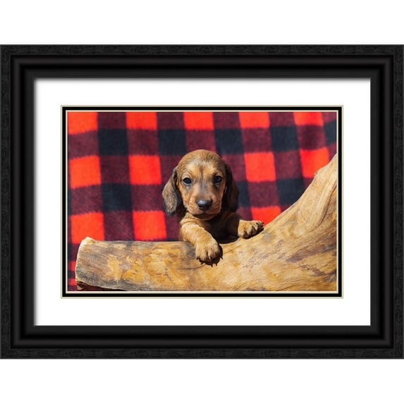 Beraldo, Zandina Muench 24x17 Black Ornate Wood Framed with Double Matting Museum Art Print Titled - Doxen Puppy