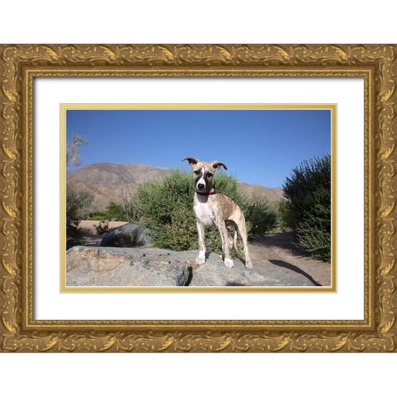 Beraldo, Zandina Muench 24x17 Gold Ornate Wood Framed with Double Matting Museum Art Print Titled - Whippet Puppy,