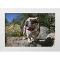 thumbnail image 1 of Beraldo, Zandina Muench 24x17 White Modern Wood Framed Museum Art Print Titled - Bulldog in a desert garden, 1 of 4