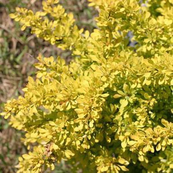 Berberis-Sunjoy-Citrus - 8" Jumbo Pot (Shrub)