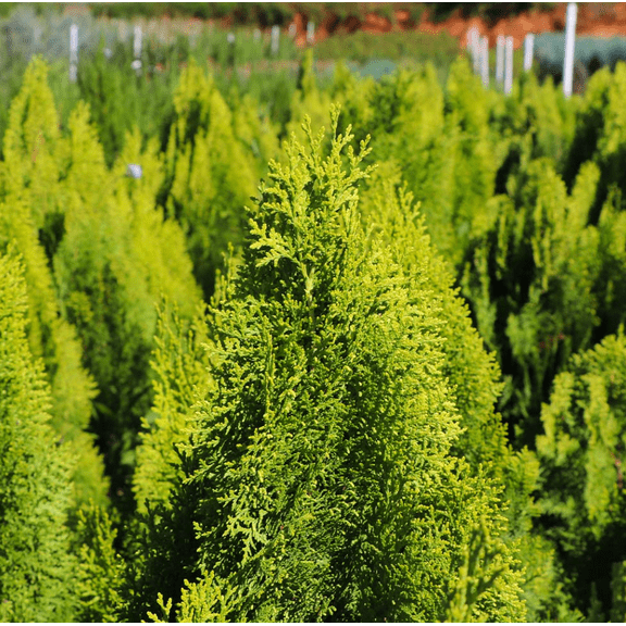 Berckmans Gold Arborvitae Plant Live for Planting, Thuja Orientalis Plant for Home Garden 4 to 6 Inch Tall in 3 Inch Pot